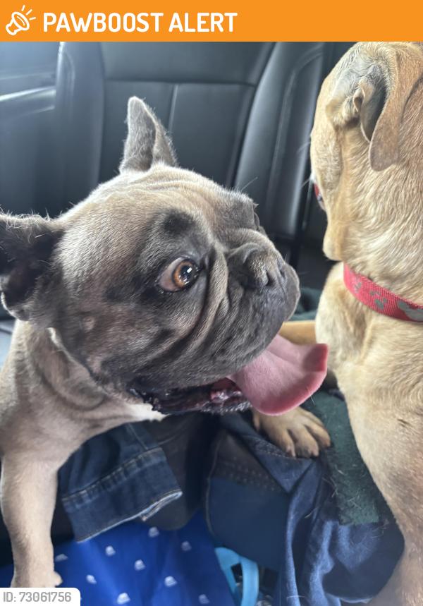 Found/Stray Female Dog last seen Balan Road and Brea Cannon Cutoff, Rowland Heights, CA 91748