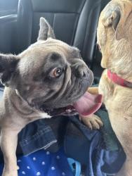 Found/Stray Female Dog last seen Balan Road and Brea Cannon Cutoff, Rowland Heights, CA 91748