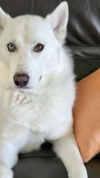 Lost Male Dog last seen Marion Oaks Ln & Marion Oaks Blvd, Ocala, FL 34473