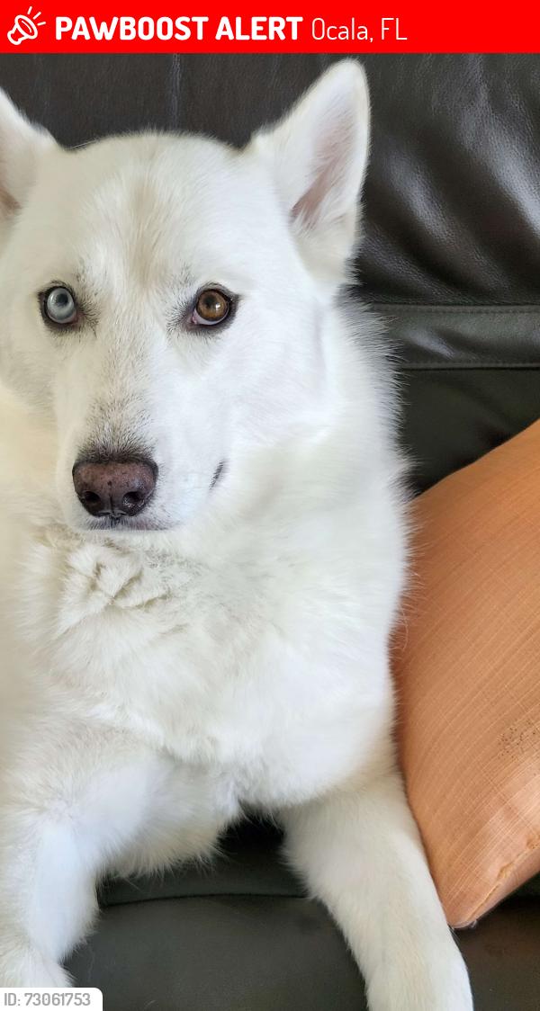 Lost Male Dog last seen Marion Oaks Ln & Marion Oaks Blvd, Ocala, FL 34473