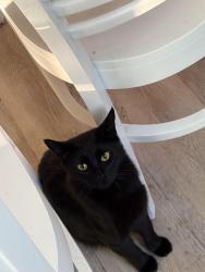 Reunited Female Cat last seen Peterson’s, Riverton, UT 84065