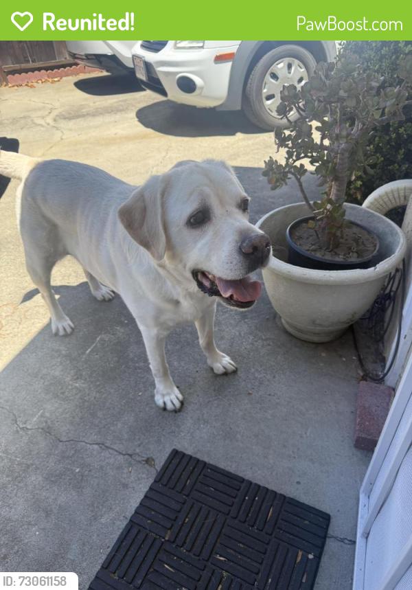 Reunited Male Dog last seen Saratoga and moorpark , San Jose, CA 95117