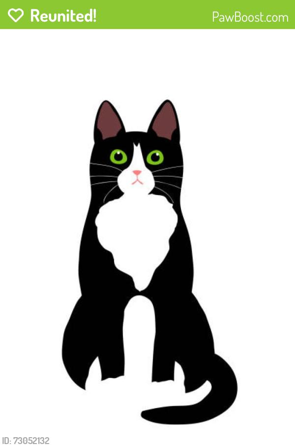 Reunited Male Cat last seen Rose St and Walnut St, Berkeley, CA 94709