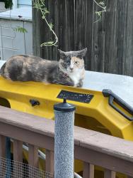 Reunited Female Cat last seen Elbow lane, Mount Laurel Township, NJ 08054