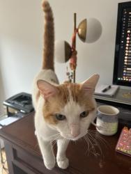 Found/Stray Male Cat last seen Near Sutton oaks ln, Vienna, VA 22181