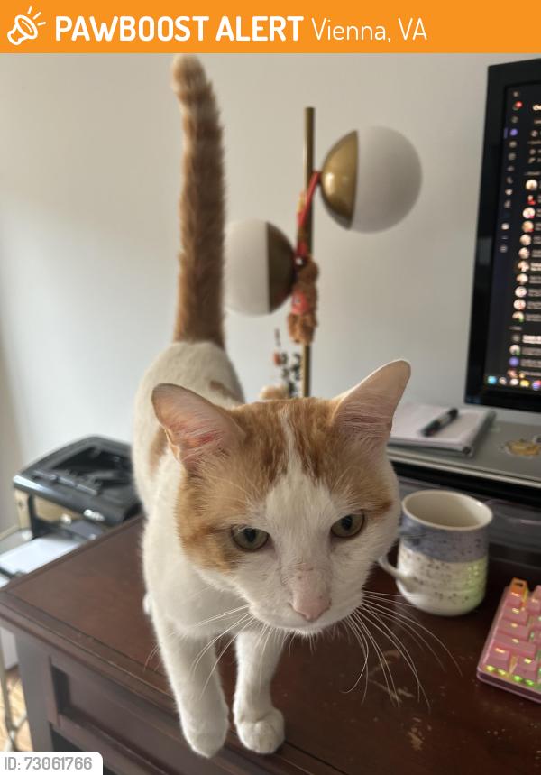 Found/Stray Male Cat last seen Near Sutton oaks ln, Vienna, VA 22181