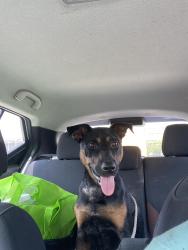 Found/Stray Male Dog last seen Neusiok trail, Beaufort, NC 28516