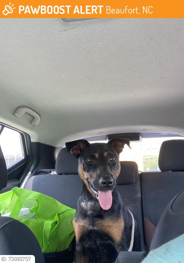 Found/Stray Male Dog last seen Neusiok trail, Beaufort, NC 28516