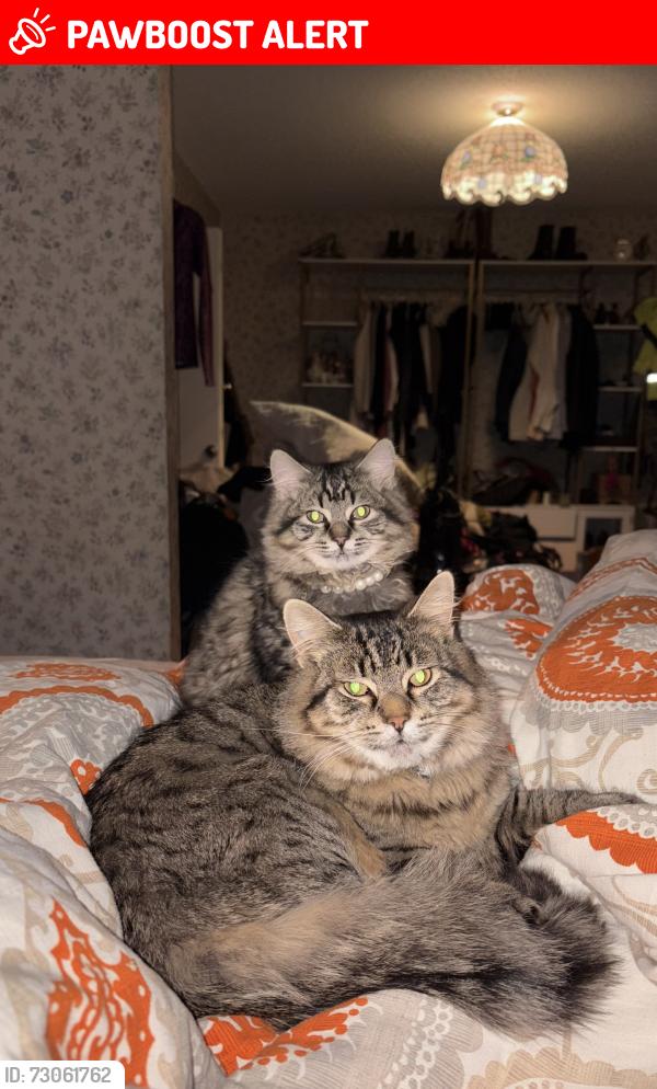 Lost Female Cat last seen Southview Blvd & Oakdale ave, Groveland Park, Inver Grove Heights, MN 55077