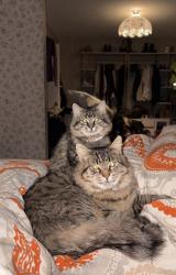 Lost Female Cat last seen Southview Blvd & Oakdale ave, Groveland Park, Inver Grove Heights, MN 55077
