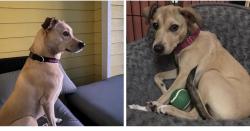 Lost Female Dog last seen Augusta Dr South and Countryside Blvd, Clearwater, FL 33761
