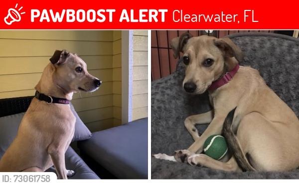 Lost Female Dog last seen Augusta Dr South and Countryside Blvd, Clearwater, FL 33761