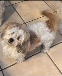 Reunited Female Dog last seen Near street valalla ests comunity, Albuquerque, NM 87121