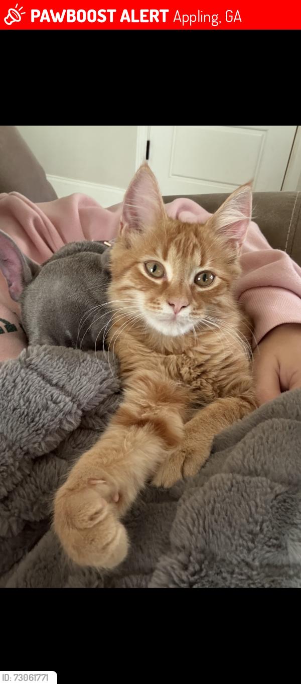 Lost Male Cat last seen Near the woods on old Lincolnton road just off of Washington road, Appling, GA 30802