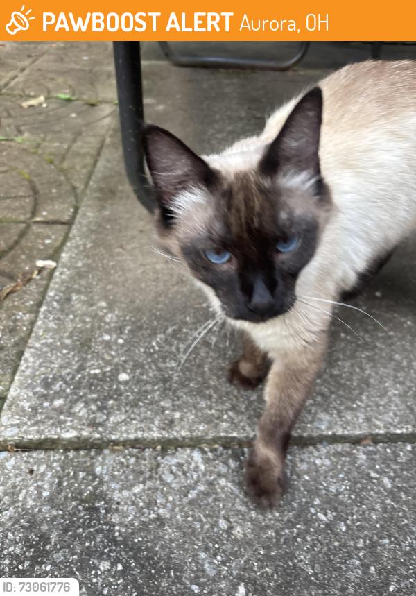 Found/Stray Female Cat last seen Campground, Aurora, OH 44202