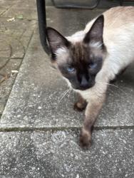 Found/Stray Female Cat last seen Campground, Aurora, OH 44202