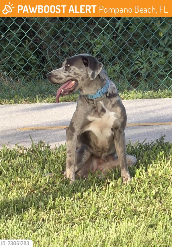 Surrendered Unknown Dog last seen NE 10th st pompano beach, Pompano Beach, FL 33064
