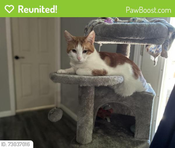 Reunited Male Cat last seen Algoa Friendswood , Alvin, TX 77511