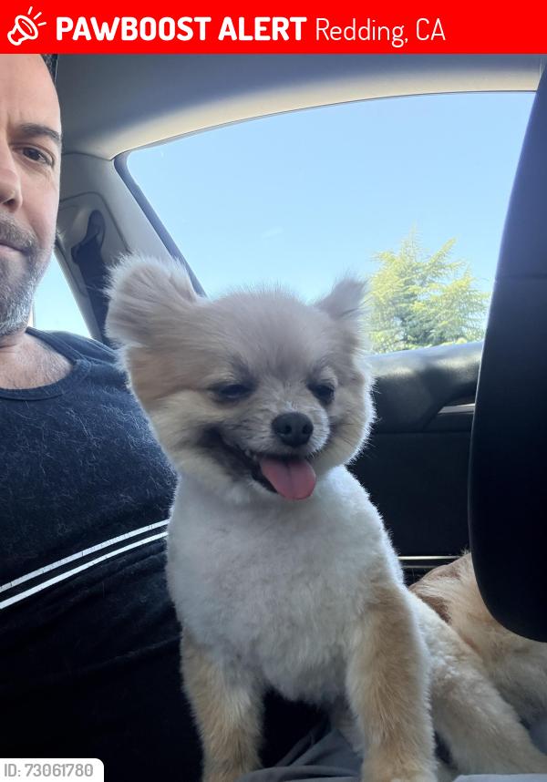 Lost Female Dog last seen Kings way, Redding, CA 96003