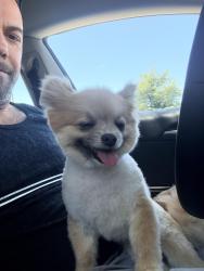 Lost Female Dog last seen Kings way, Redding, CA 96003
