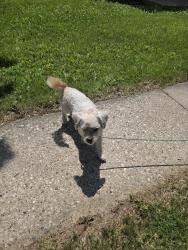 Found/Stray Male Dog last seen 68th and carmen, Milwaukee, WI 53218
