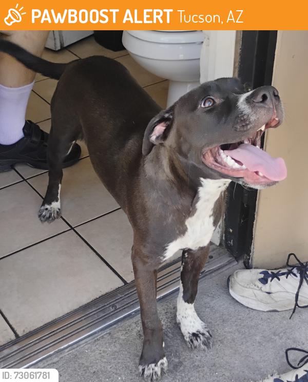 Found/Stray Male Dog last seen Ajo and i-19, Tucson, AZ 85713