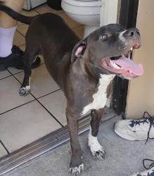 Found/Stray Male Dog last seen Ajo and i-19, Tucson, AZ 85713