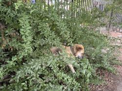 Found/Stray Unknown Dog last seen Between Figueroa and Midland, Los Angeles, CA 90031