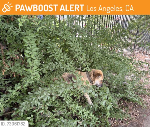 Found/Stray Unknown Dog last seen Between Figueroa and Midland, Los Angeles, CA 90031