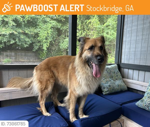 Found/Stray Male Dog last seen Wandering the disc golf course at JP Moseley , Stockbridge, GA 30281