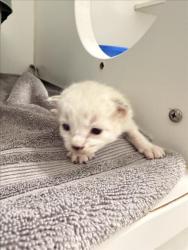 Shelter Stray Unknown Cat last seen EASTMAN CT/HARDER, 16 Barnes Ct, Hayward, CA 94544, USA