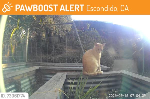 Found/Stray Unknown Cat last seen Lorri Way, Escondido, CA 92026