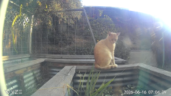 Found/Stray Unknown Cat last seen Lorri Way, Escondido, CA 92026
