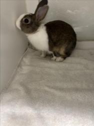 Shelter Stray Female Other last seen RUUS PARK, 16 Barnes Ct, Hayward, CA 94544, USA