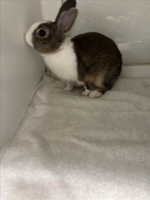 Shelter Stray Female Other last seen RUUS PARK, 16 Barnes Ct, Hayward, CA 94544, USA