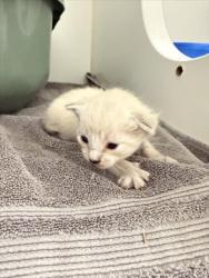 Shelter Stray Unknown Cat last seen EASTMAN CT/HARDER, 16 Barnes Ct, Hayward, CA 94544, USA