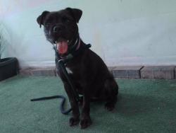 Shelter Stray Female Dog last seen , 4275 Elton St, Baldwin Park, CA 91706, USA