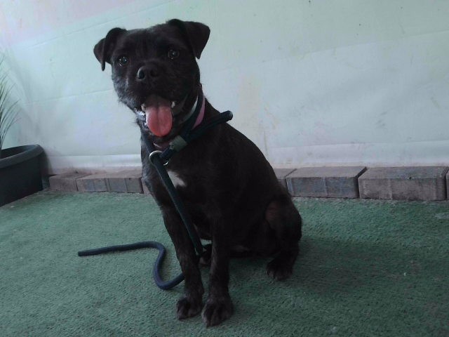 Shelter Stray Female Dog last seen , 4275 Elton St, Baldwin Park, CA 91706, USA