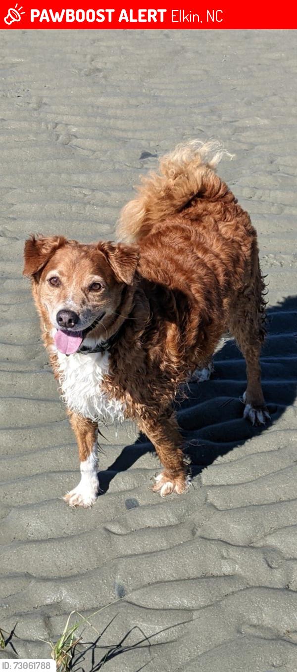 Lost Male Dog last seen Ingles, Elkin, NC 28621