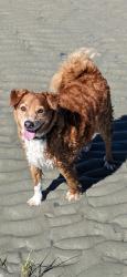 Lost Male Dog last seen Ingles, Elkin, NC 28621