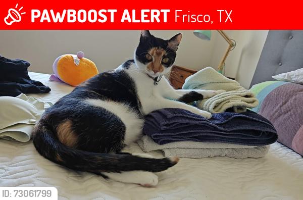 Lost Female Cat last seen Stillhouse Rd, Frisco, TX 75035
