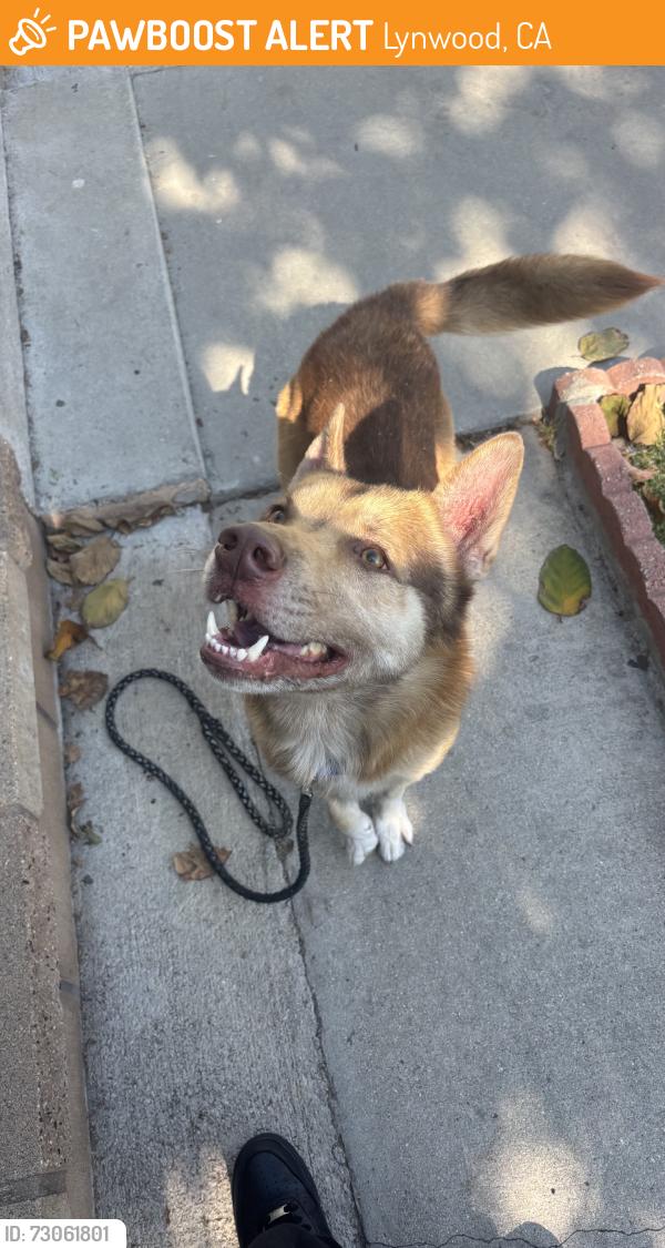 Found/Stray Male Dog last seen Euclid ave, Lynwood, CA 90262
