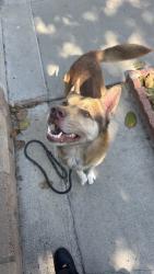 Found/Stray Male Dog last seen Euclid ave, Lynwood, CA 90262
