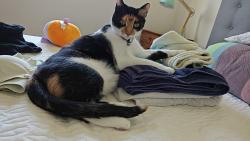 Lost Female Cat last seen Stillhouse Rd, Frisco, TX 75035