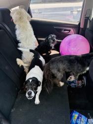 Shelter Stray Unknown Dog last seen Near BLK W 15TH ST, LONG BEACH, CA 90813, 7700 E Spring St, Long Beach, CA 90815, USA