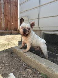 Shelter Stray Male Dog last seen Near BLK E SPAULDING ST, LB 90804, 7700 E Spring St, Long Beach, CA 90815, USA