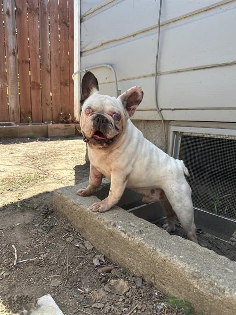Shelter Stray Male Dog last seen Near BLK E SPAULDING ST, LB 90804, 7700 E Spring St, Long Beach, CA 90815, USA
