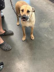 Shelter Stray Female Dog last seen , West Valley Animal Shelter, 20655 Plummer St, Chatsworth, CA 91311, USA