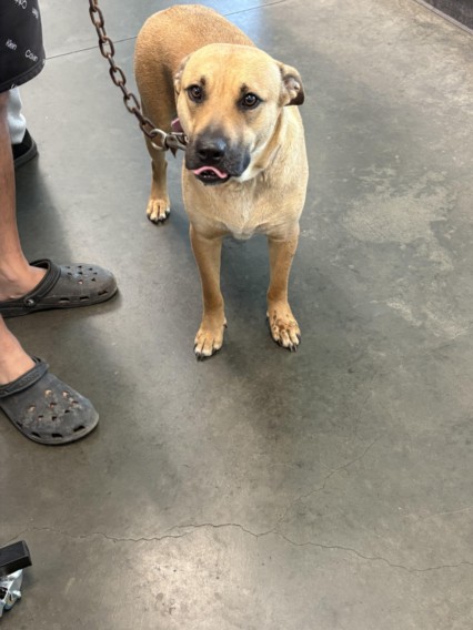 Shelter Stray Female Dog last seen , West Valley Animal Shelter, 20655 Plummer St, Chatsworth, CA 91311, USA