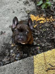 Found/Stray Female Dog last seen Fulton, Grand Rapids, MI 49504